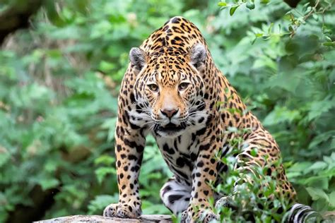 información de los jaguares